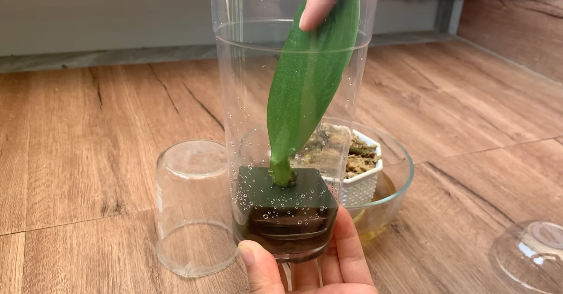The Secret to Year-Round Orchid Blooms and Root Growth screenshot 6