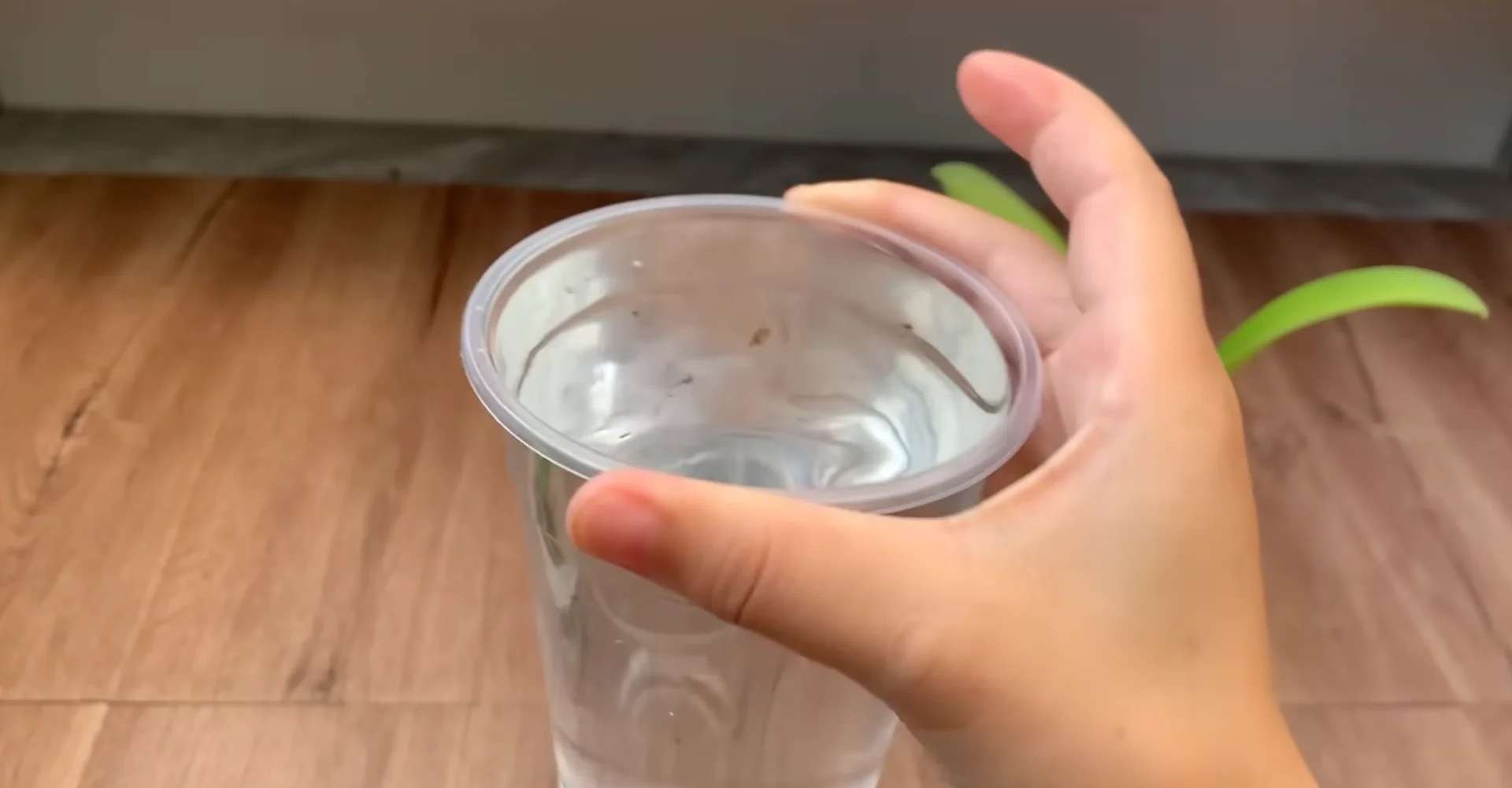 The Semi-Hydro Orchid Method That Boosts Root Growth Fast screenshot 1