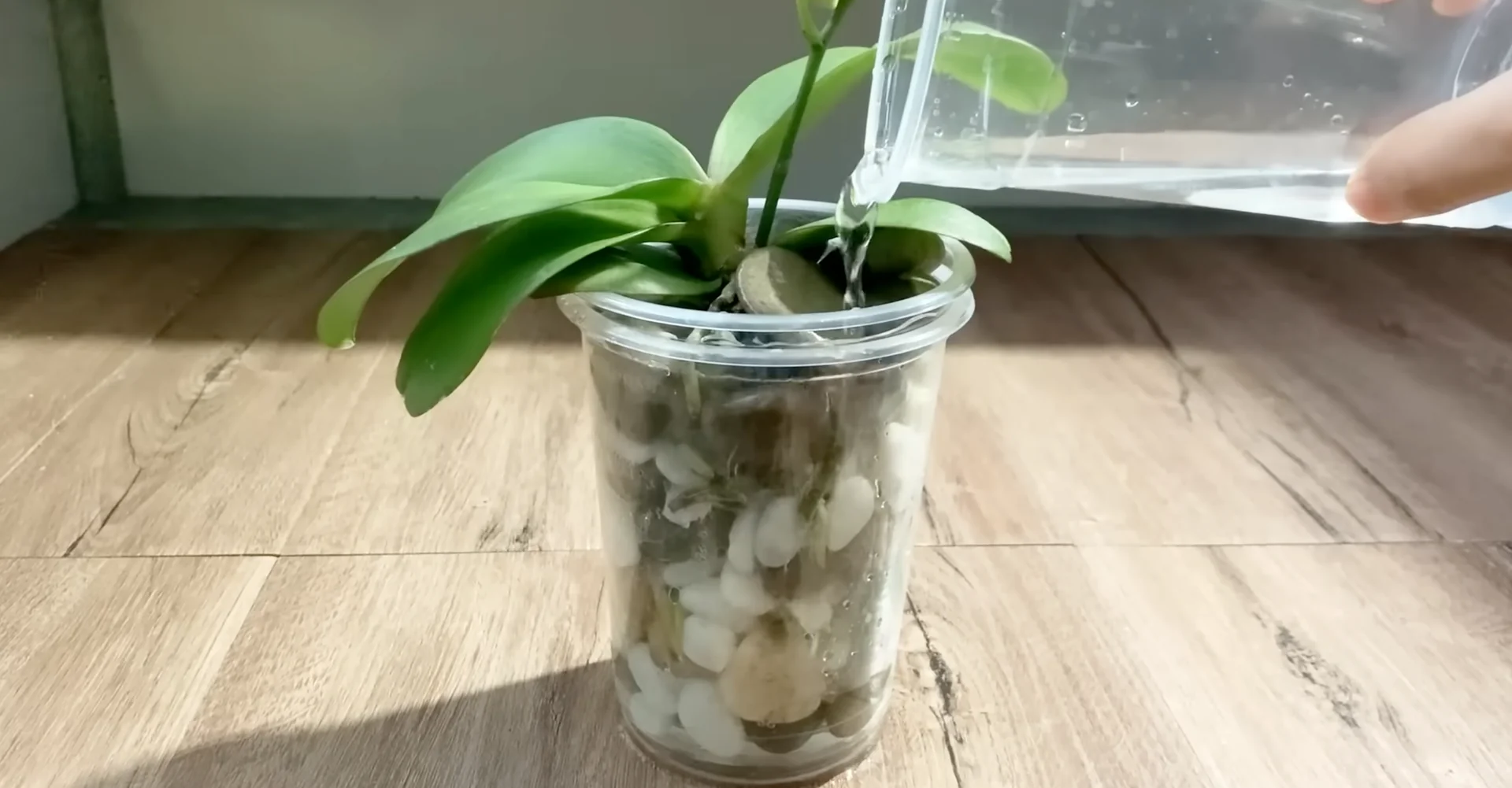 The Semi-Hydro Orchid Method That Boosts Root Growth Fast screenshot 10