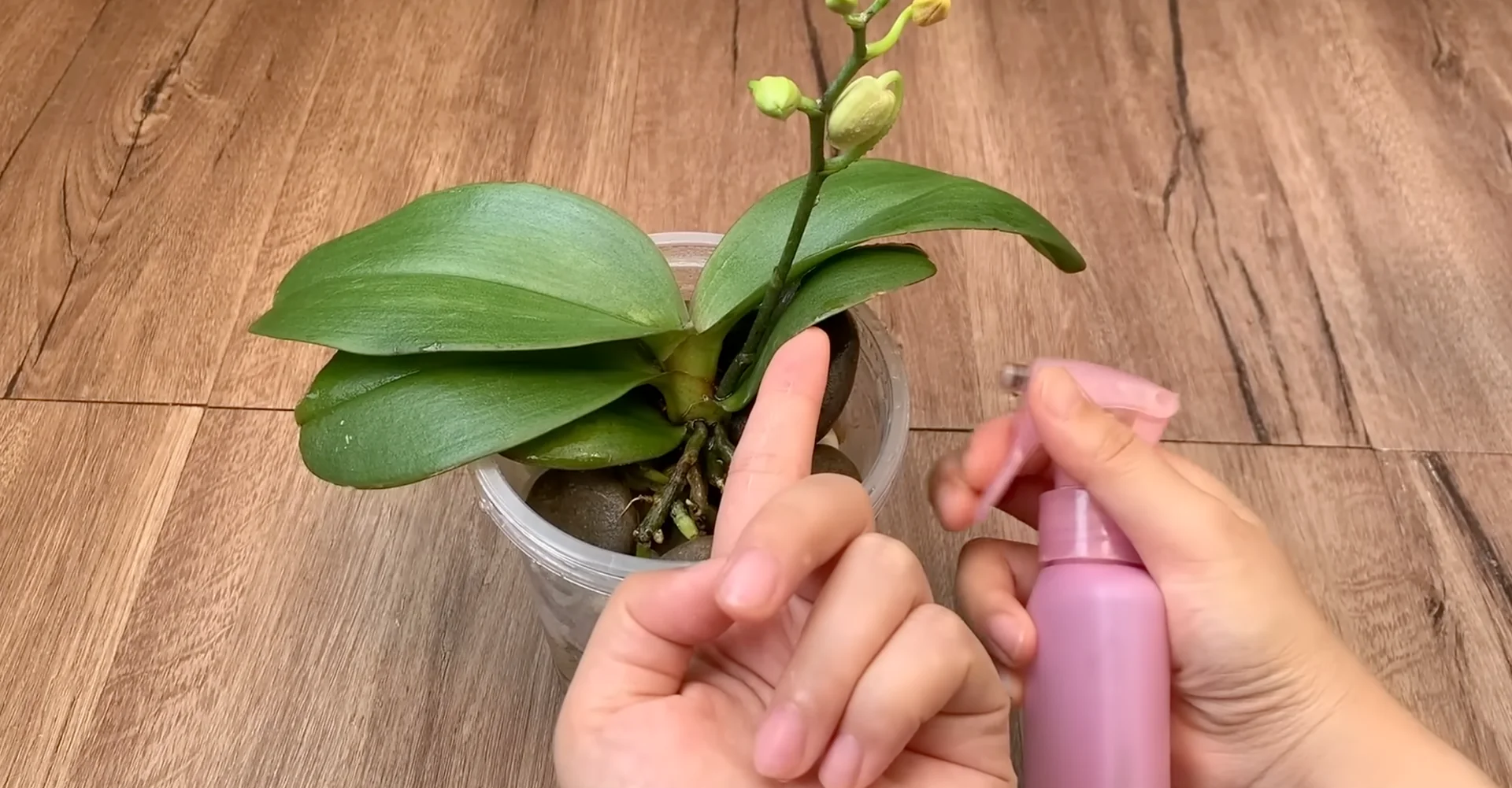 The Semi-Hydro Orchid Method That Boosts Root Growth Fast screenshot 11