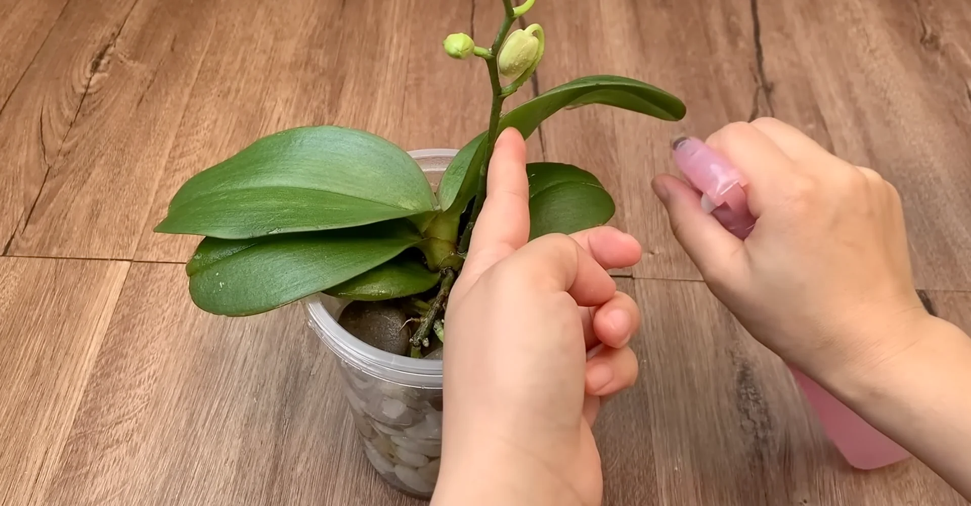 The Semi-Hydro Orchid Method That Boosts Root Growth Fast screenshot 12