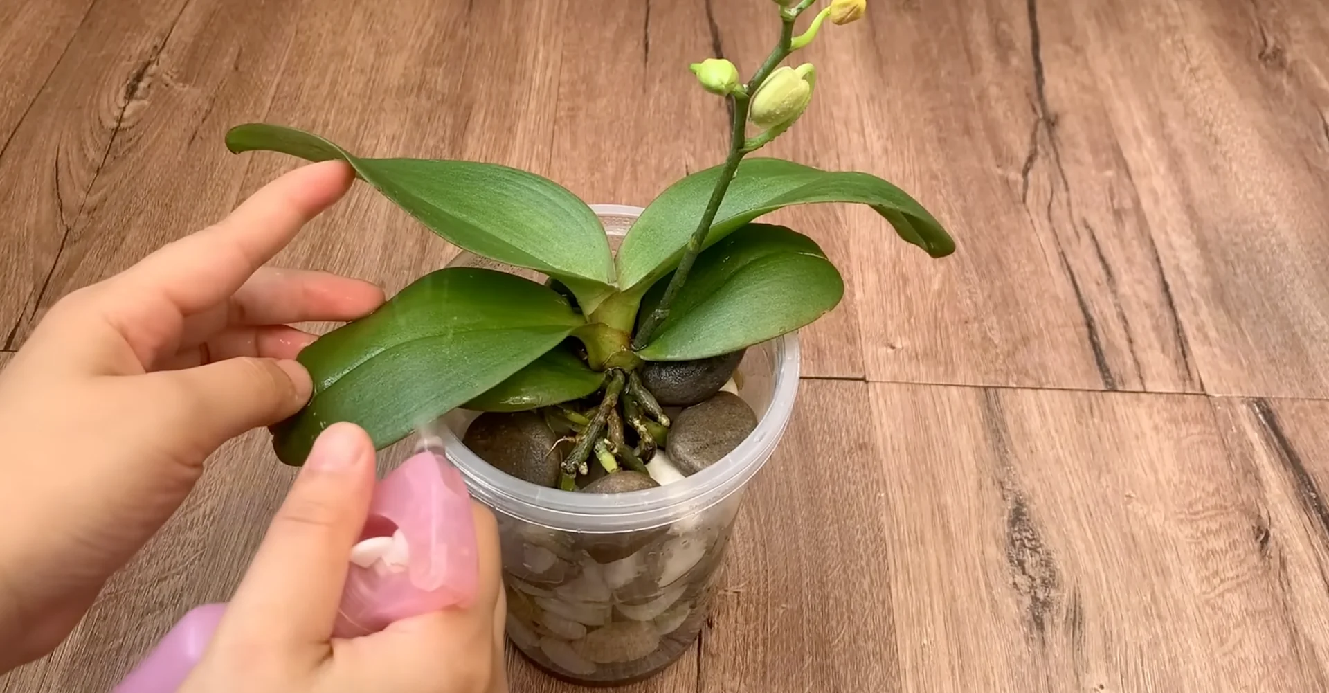 The Semi-Hydro Orchid Method That Boosts Root Growth Fast screenshot 13
