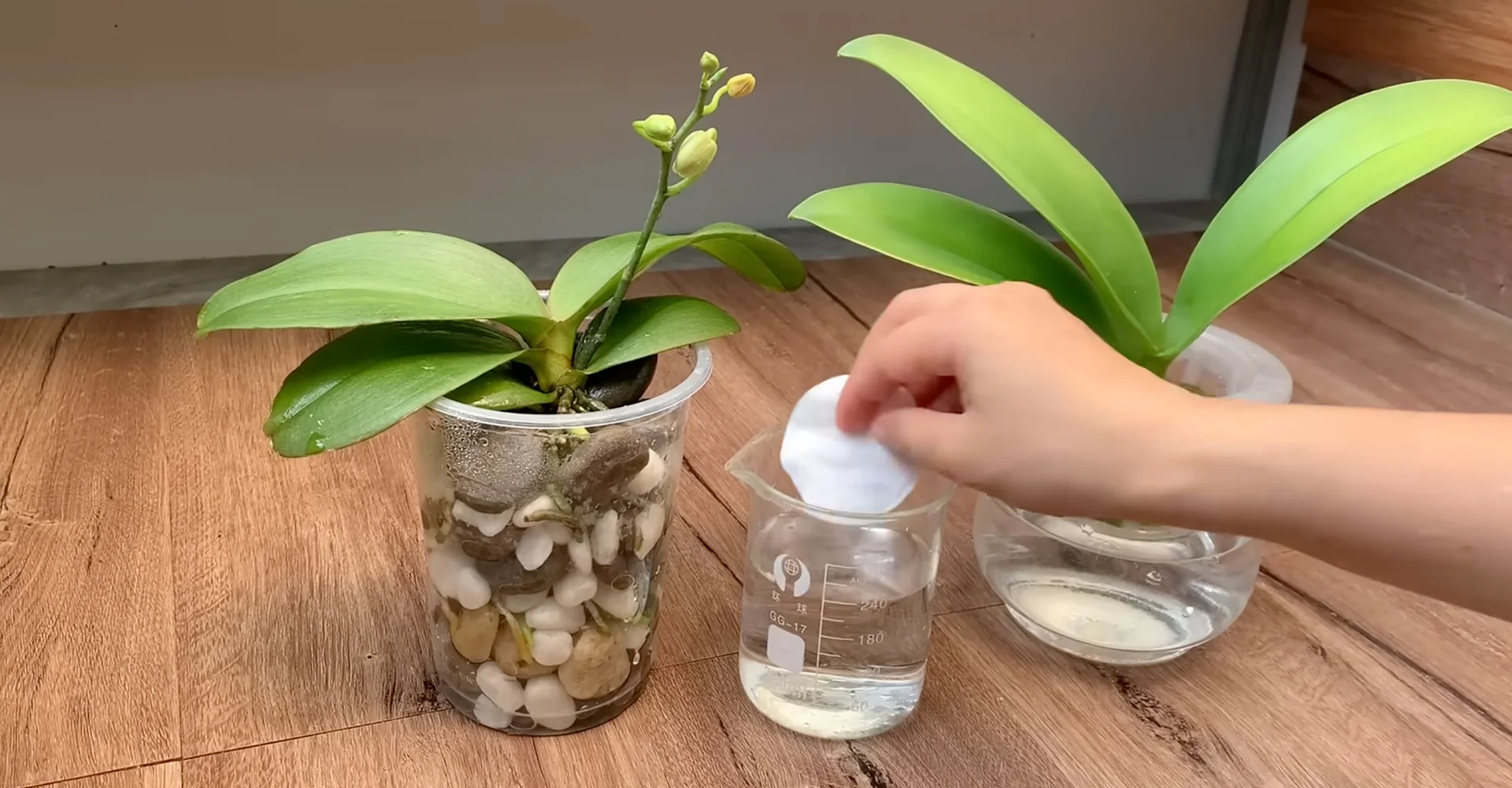 The Semi-Hydro Orchid Method That Boosts Root Growth Fast screenshot 14