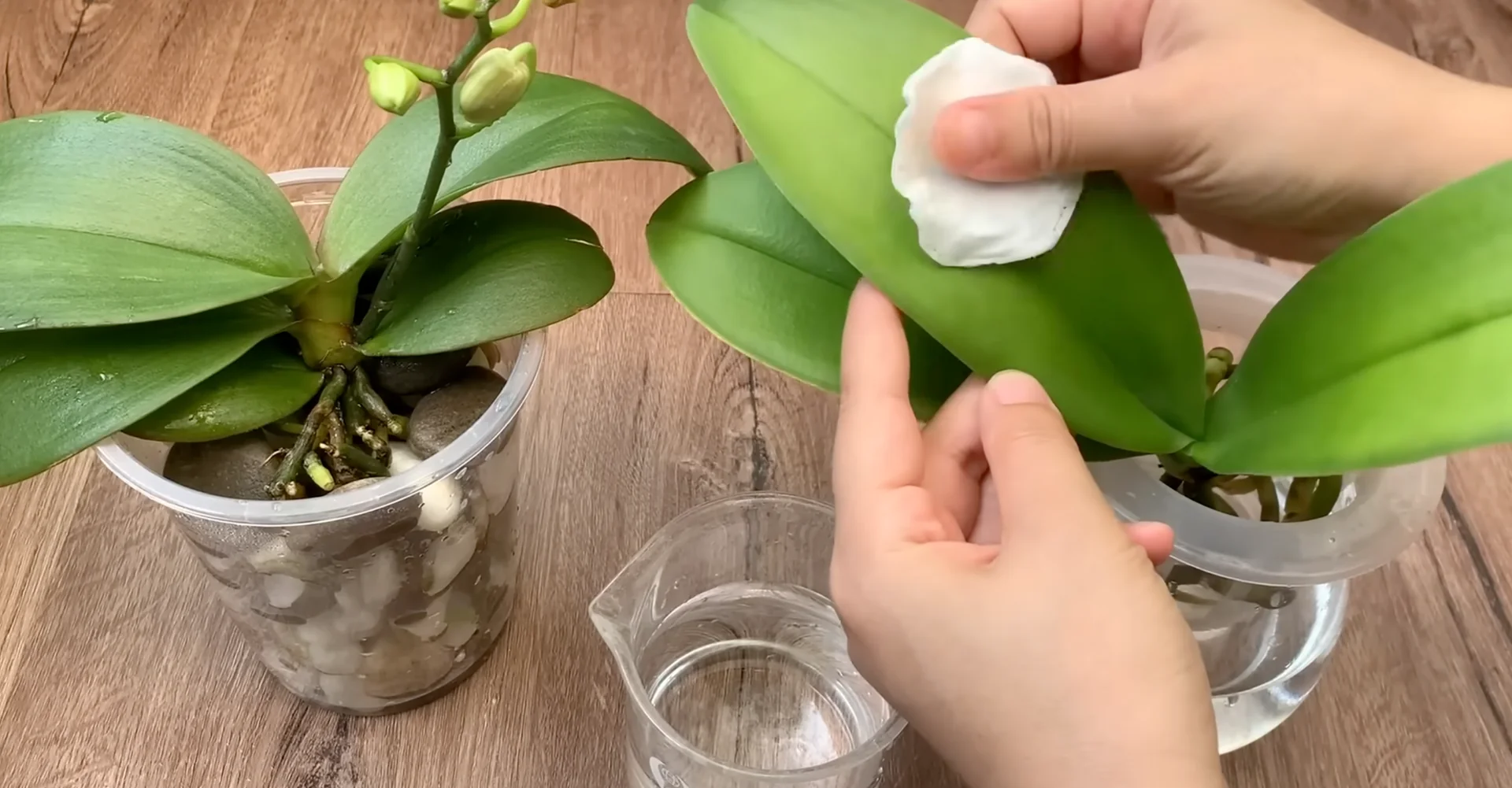 The Semi-Hydro Orchid Method That Boosts Root Growth Fast screenshot 16