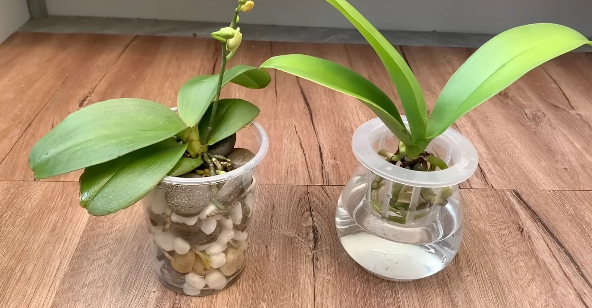 The Semi-Hydro Orchid Method That Boosts Root Growth Fast screenshot 18