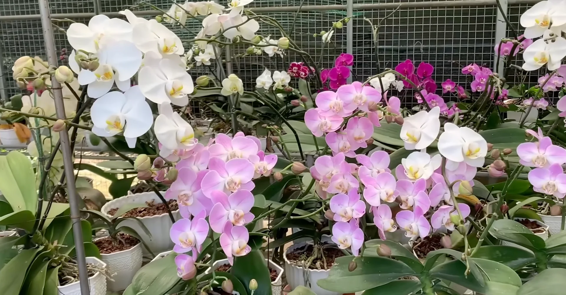 The Semi-Hydro Orchid Method That Boosts Root Growth Fast screenshot 19