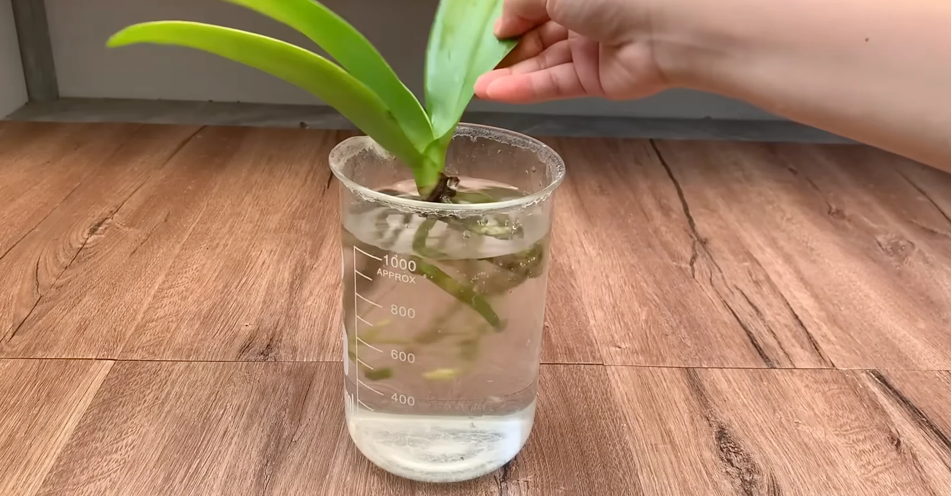 The Semi-Hydro Orchid Method That Boosts Root Growth Fast screenshot 3
