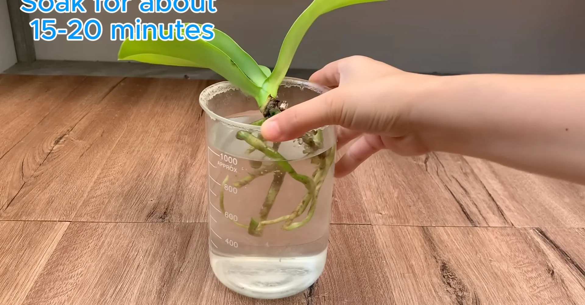 The Semi-Hydro Orchid Method That Boosts Root Growth Fast screenshot 4
