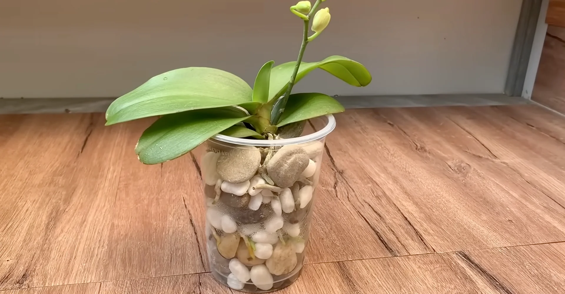 The Semi-Hydro Orchid Method That Boosts Root Growth Fast screenshot 6