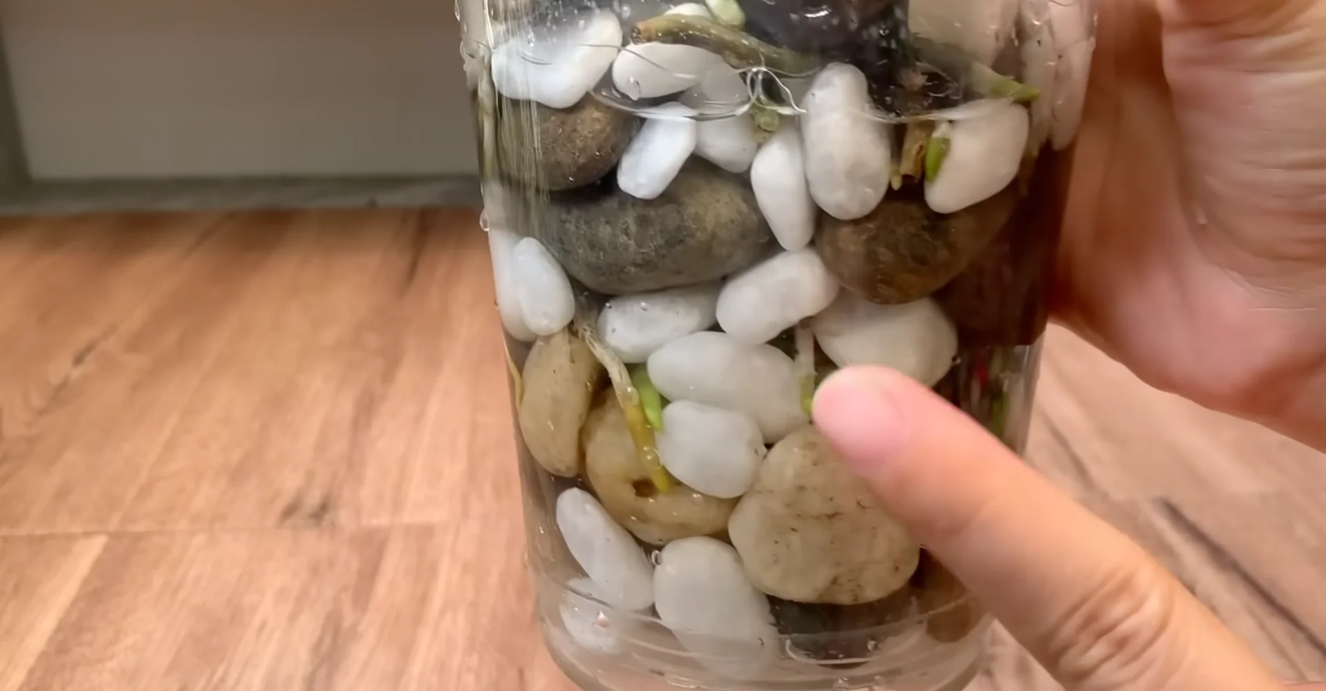 The Semi-Hydro Orchid Method That Boosts Root Growth Fast screenshot 7