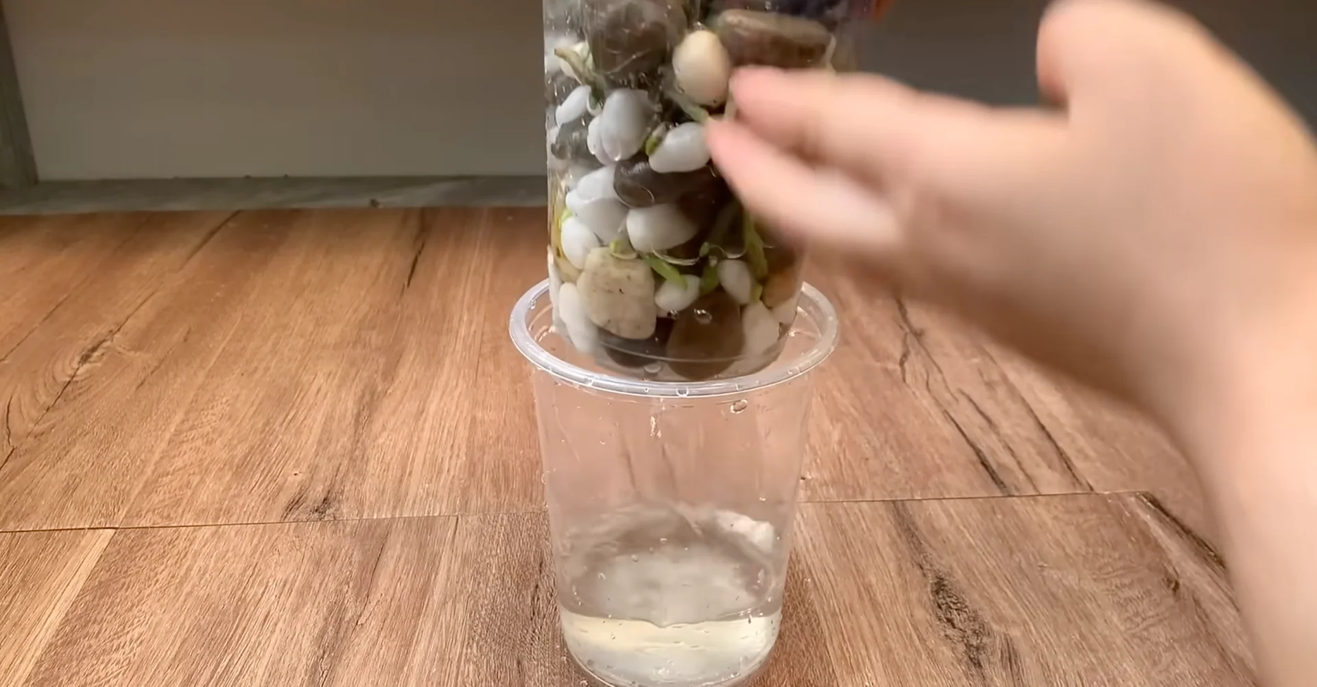 The Semi-Hydro Orchid Method That Boosts Root Growth Fast screenshot 8