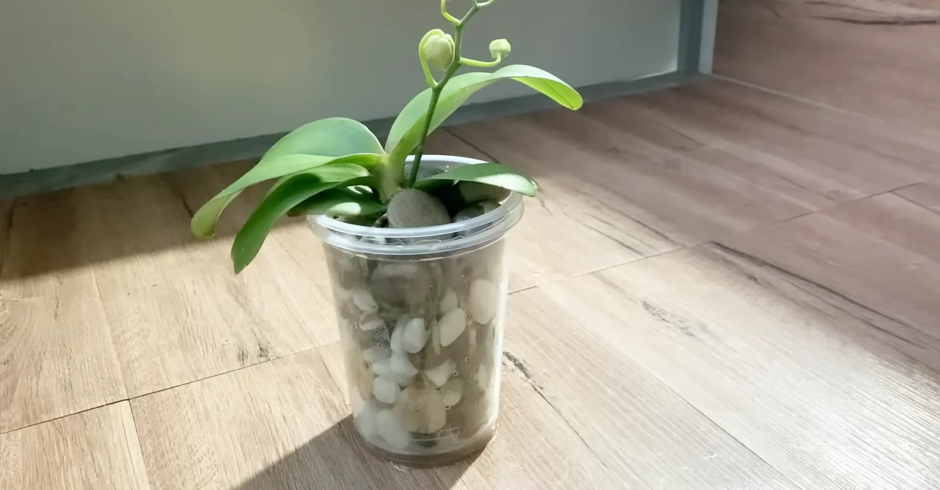 The Semi-Hydro Orchid Method That Boosts Root Growth Fast screenshot 9