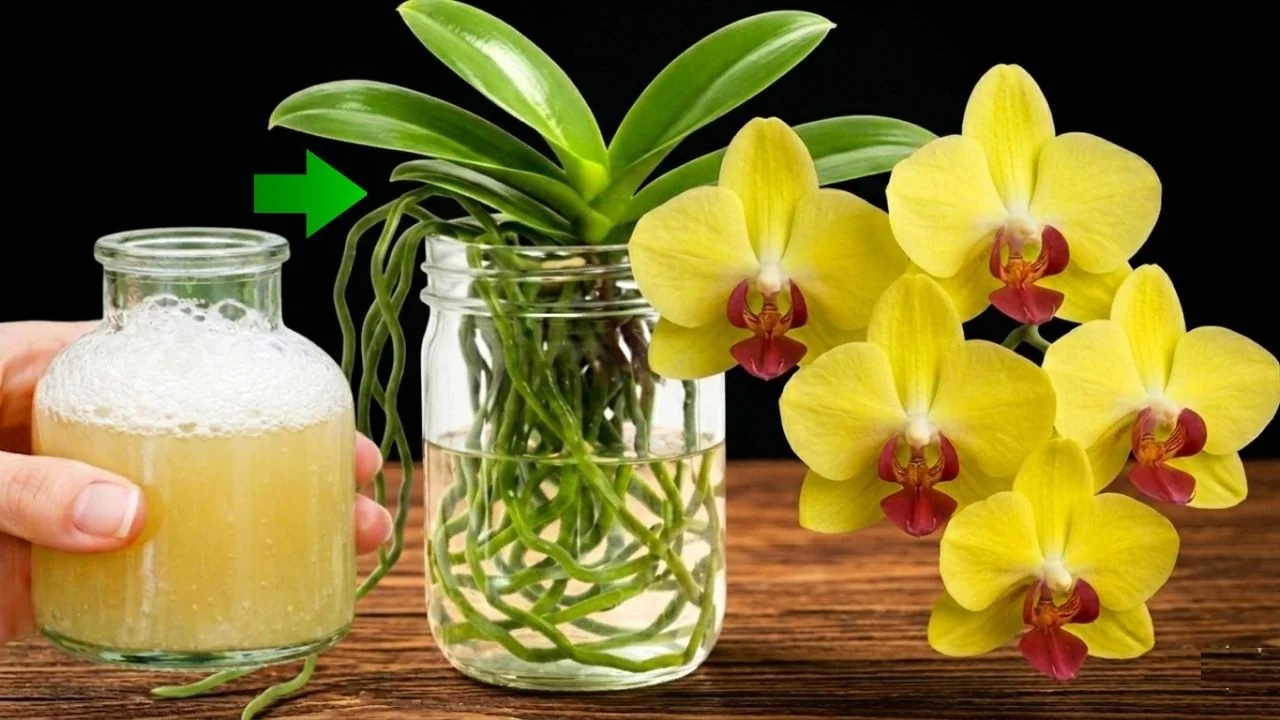 The Semi-Hydro Orchid Method That Boosts Root Growth Fast - Featured Image