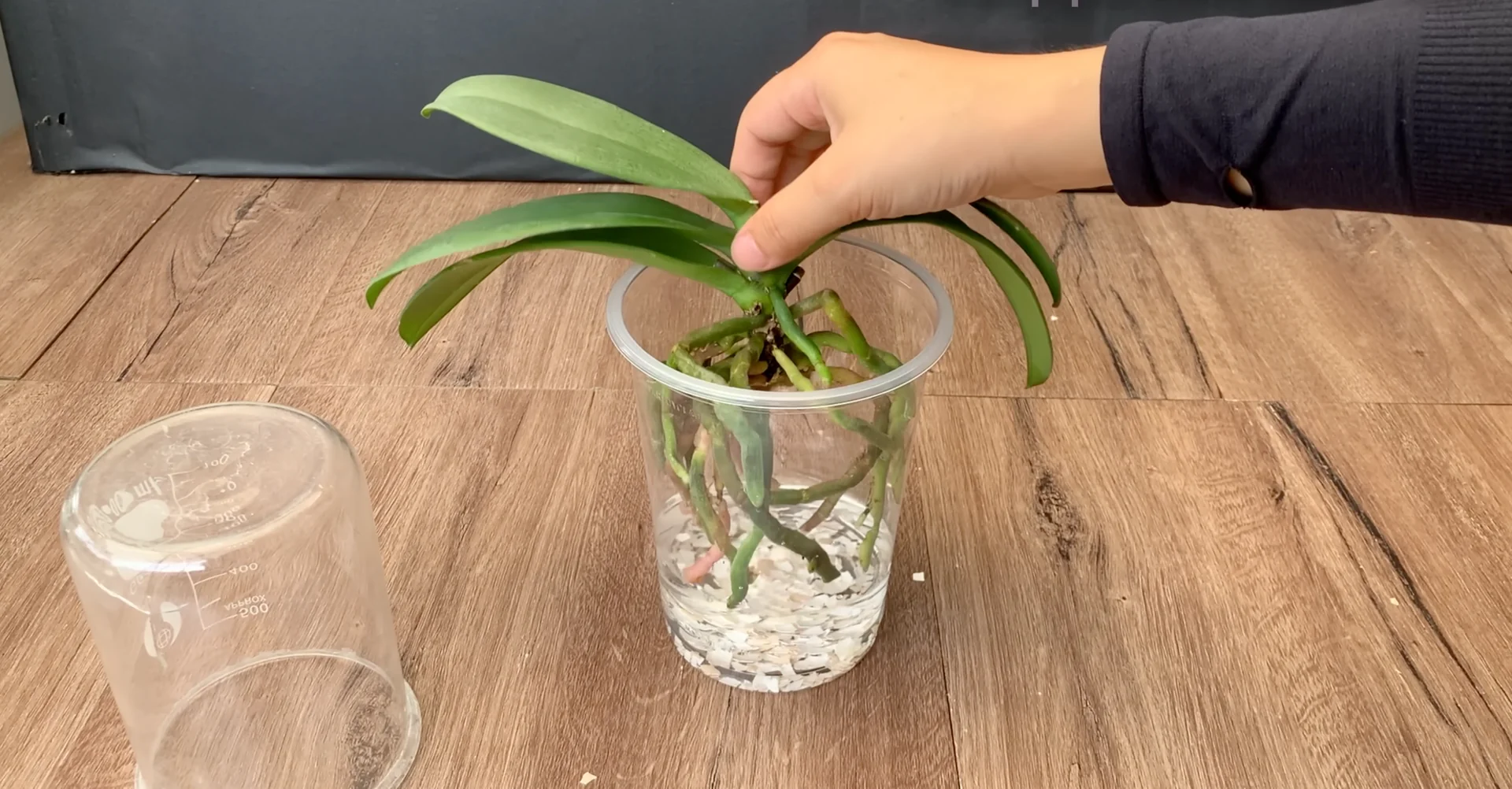 The Simple Feeding Trick That Boosts Orchid Roots and Blooms screenshot 1