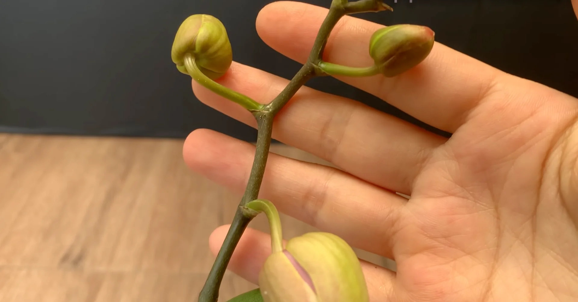 The Simple Feeding Trick That Boosts Orchid Roots and Blooms screenshot 10