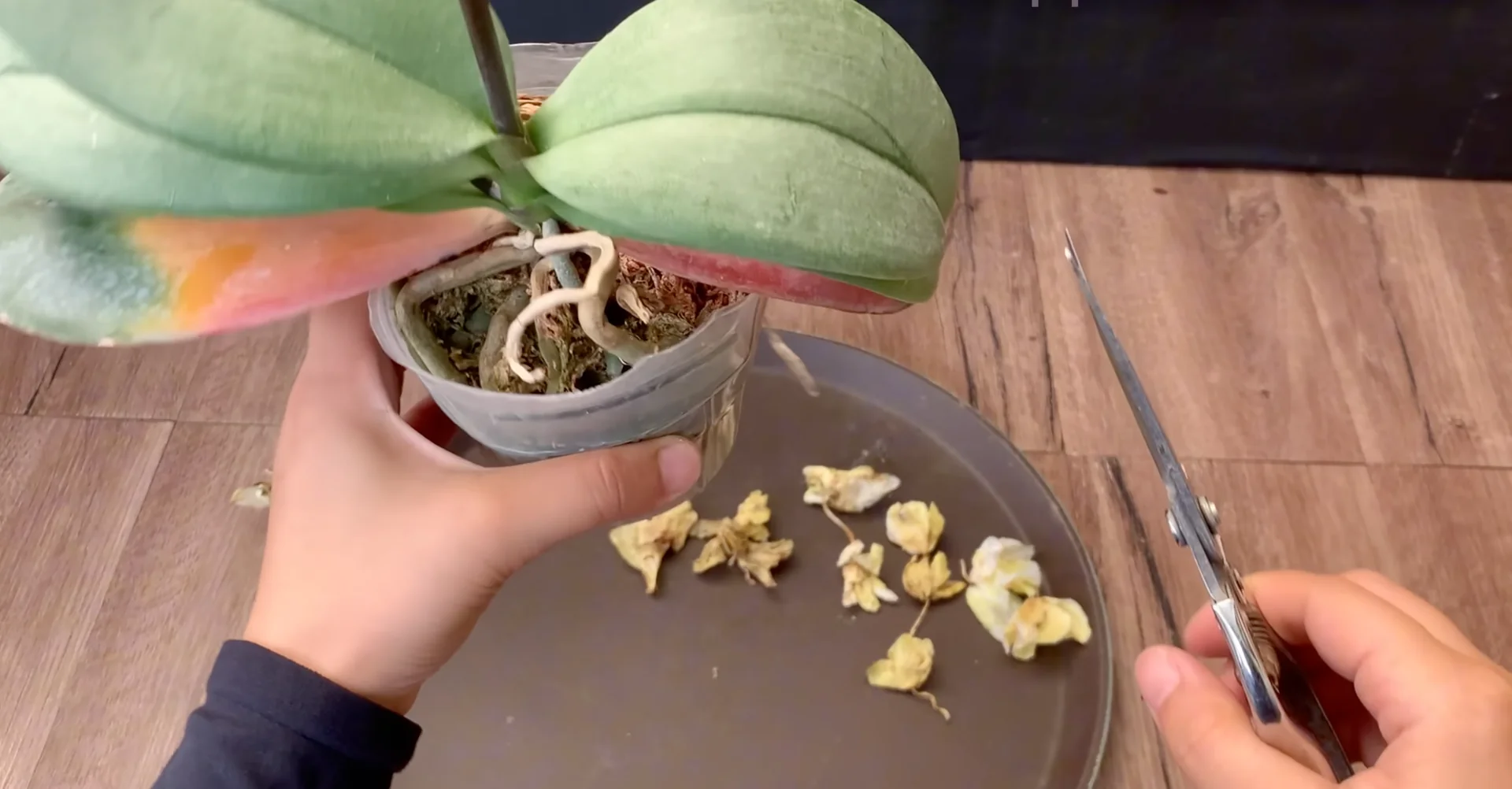 The Simple Feeding Trick That Boosts Orchid Roots and Blooms screenshot 2