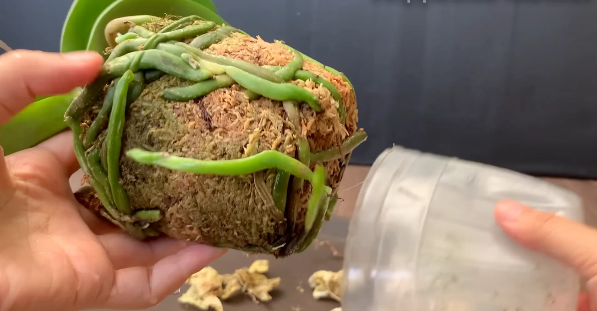The Simple Feeding Trick That Boosts Orchid Roots and Blooms screenshot 3