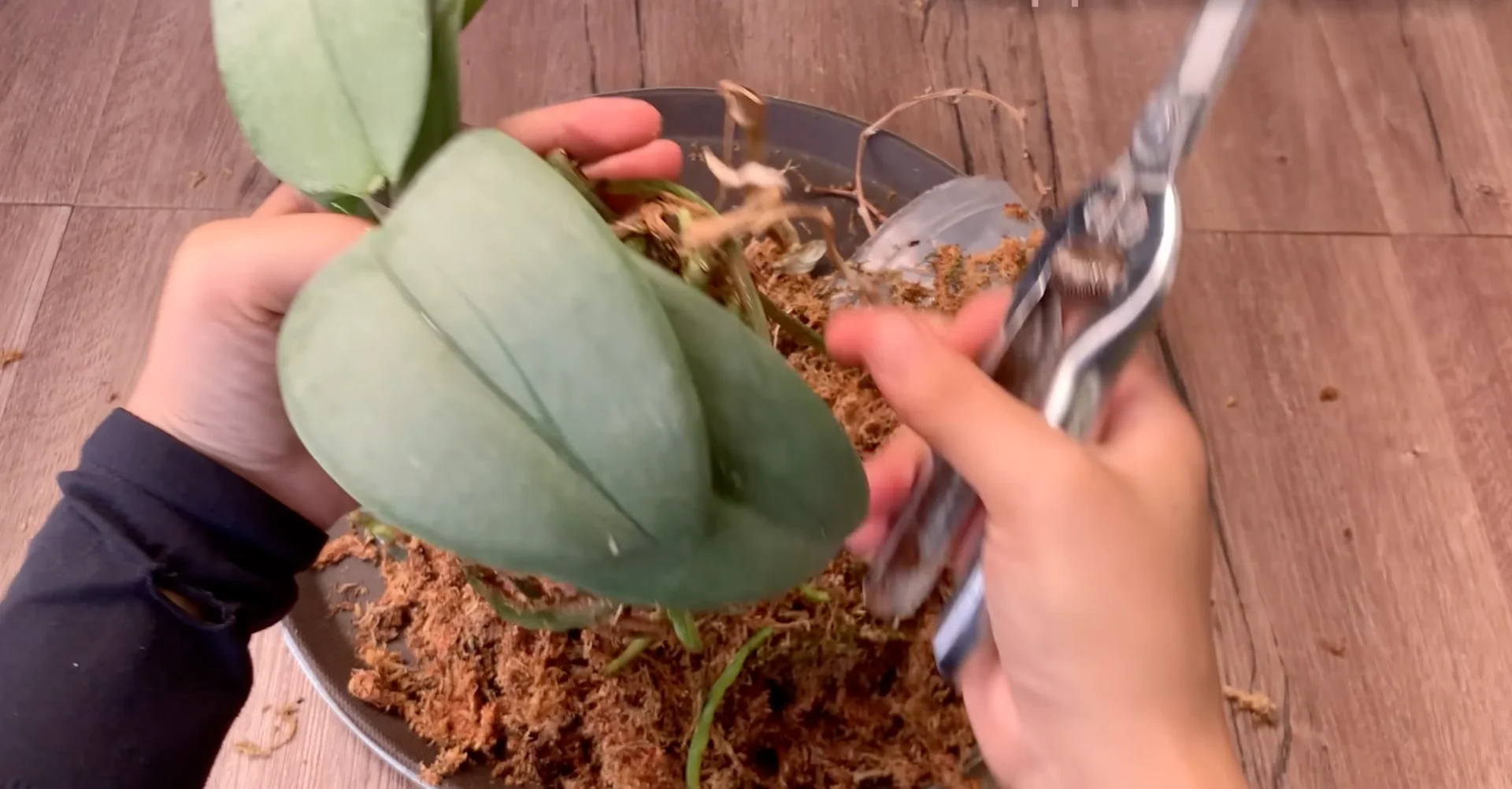 The Simple Feeding Trick That Boosts Orchid Roots and Blooms screenshot 4