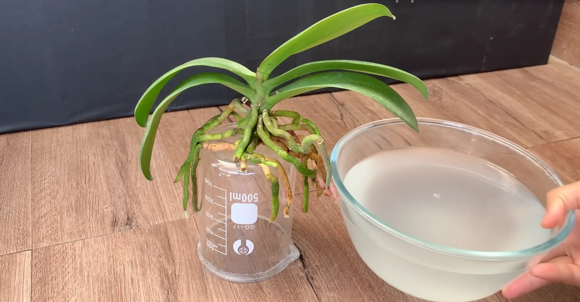 The Simple Feeding Trick That Boosts Orchid Roots and Blooms screenshot 6