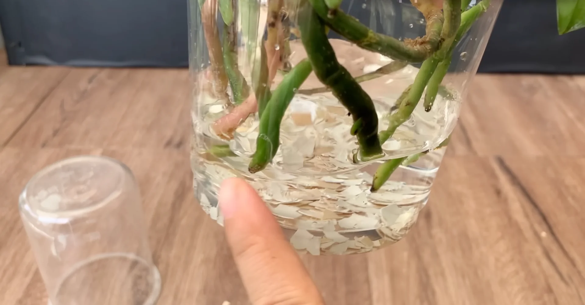 The Simple Feeding Trick That Boosts Orchid Roots and Blooms screenshot 7