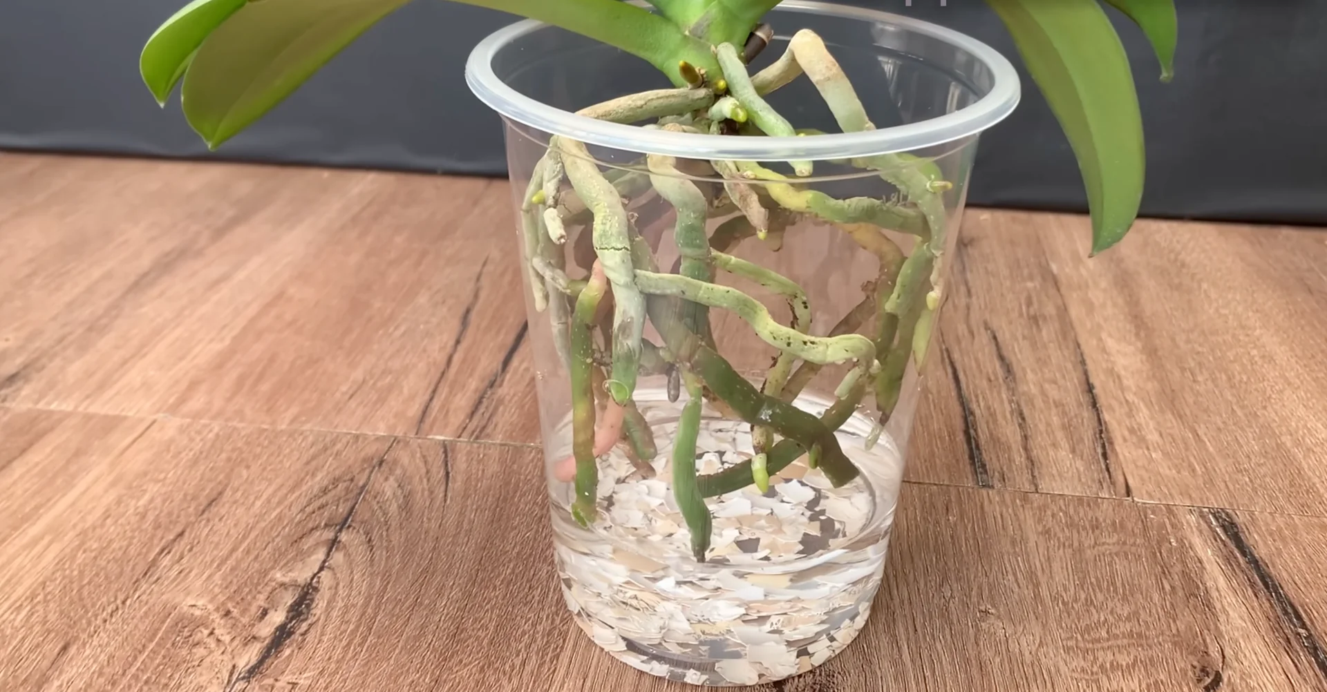 The Simple Feeding Trick That Boosts Orchid Roots and Blooms screenshot 8