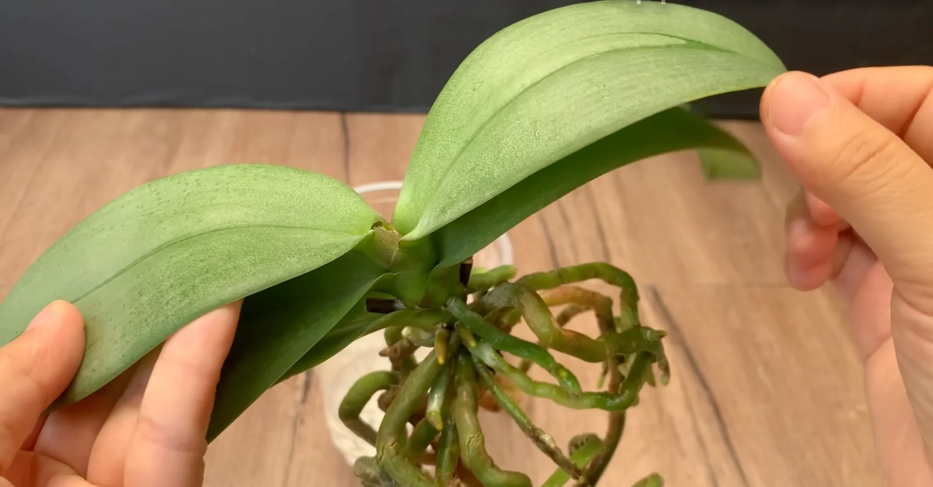 The Simple Feeding Trick That Boosts Orchid Roots and Blooms screenshot 9