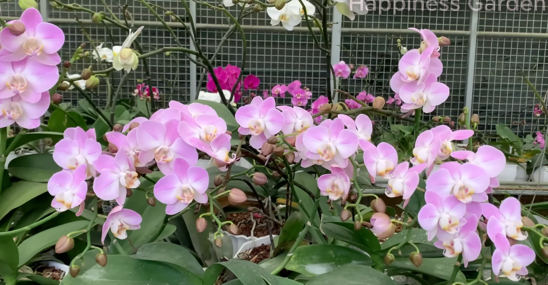 The Simple Trick to Boost Orchid Roots and Year-Round Blooms screenshot 10