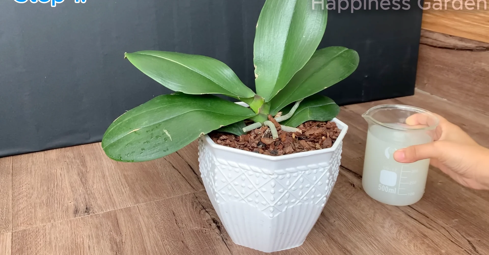 The Simple Trick to Boost Orchid Roots and Year-Round Blooms screenshot 5