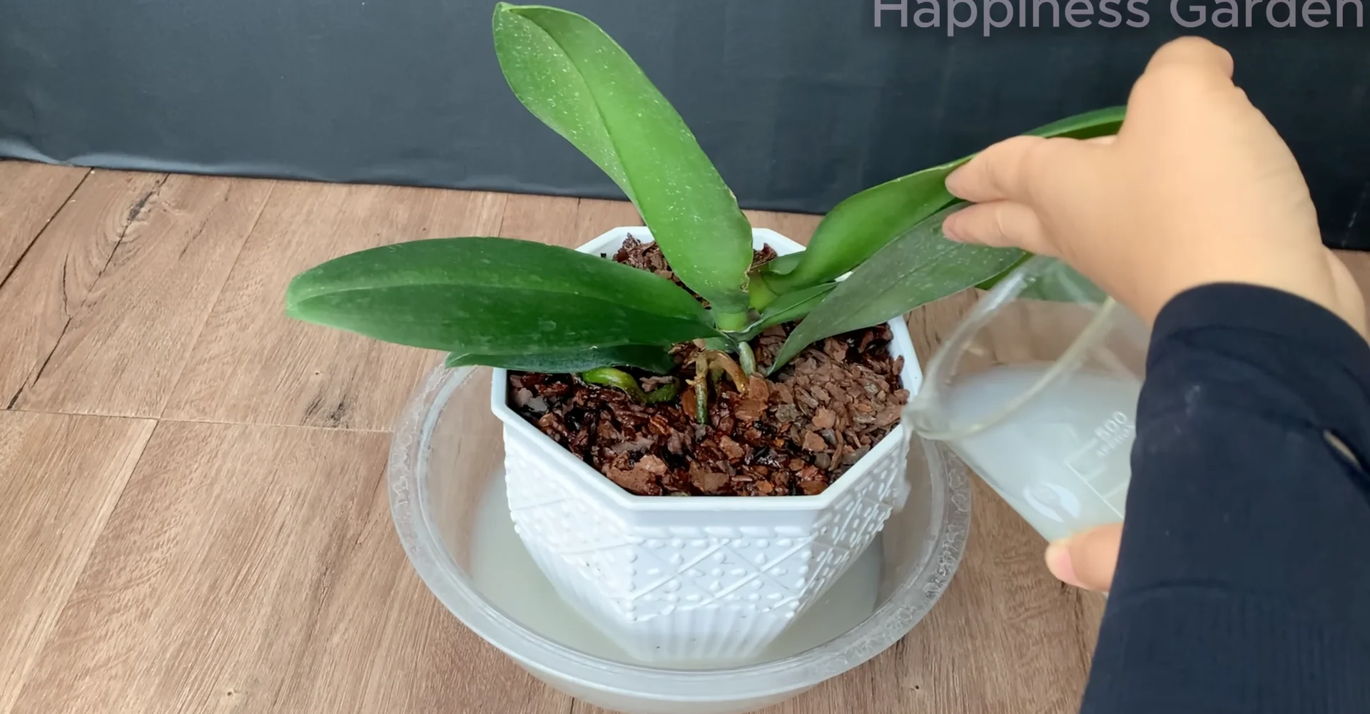 The Simple Trick to Boost Orchid Roots and Year-Round Blooms screenshot 6