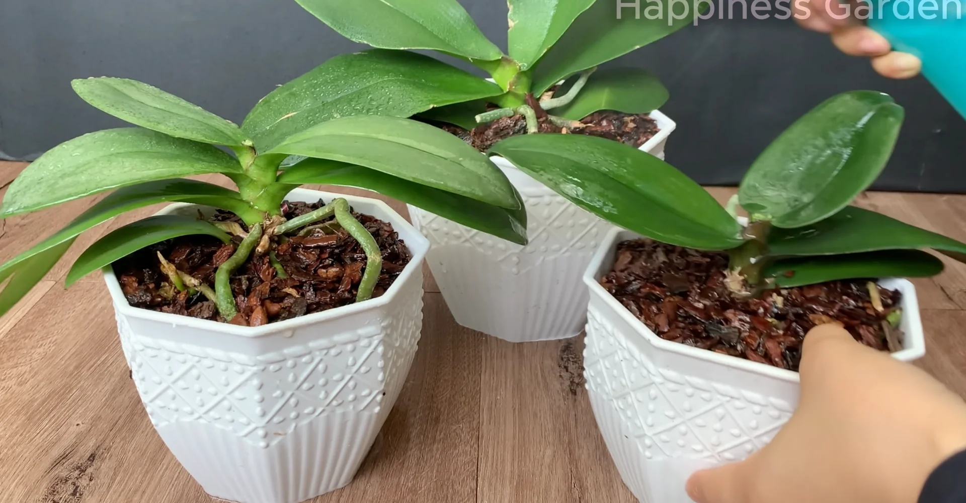 The Simple Trick to Boost Orchid Roots and Year-Round Blooms screenshot 8