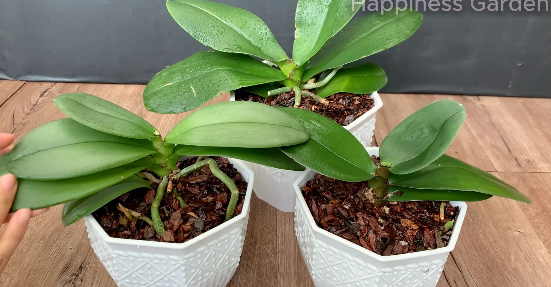 The Simple Trick to Boost Orchid Roots and Year-Round Blooms screenshot 9