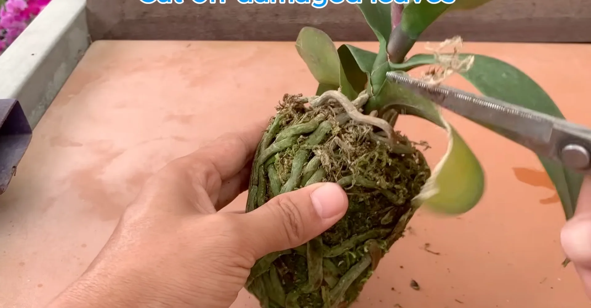 What Happens When You Place This Under Orchid Roots? screenshot 1
