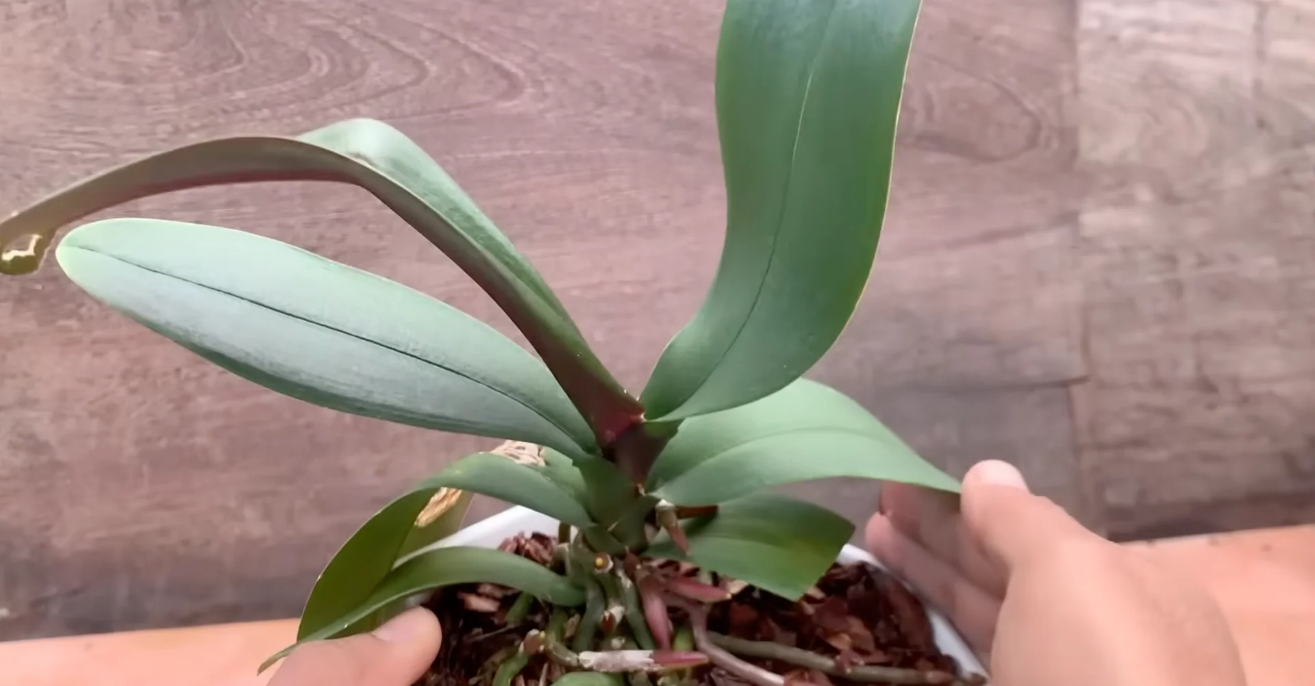 What Happens When You Place This Under Orchid Roots? screenshot 10
