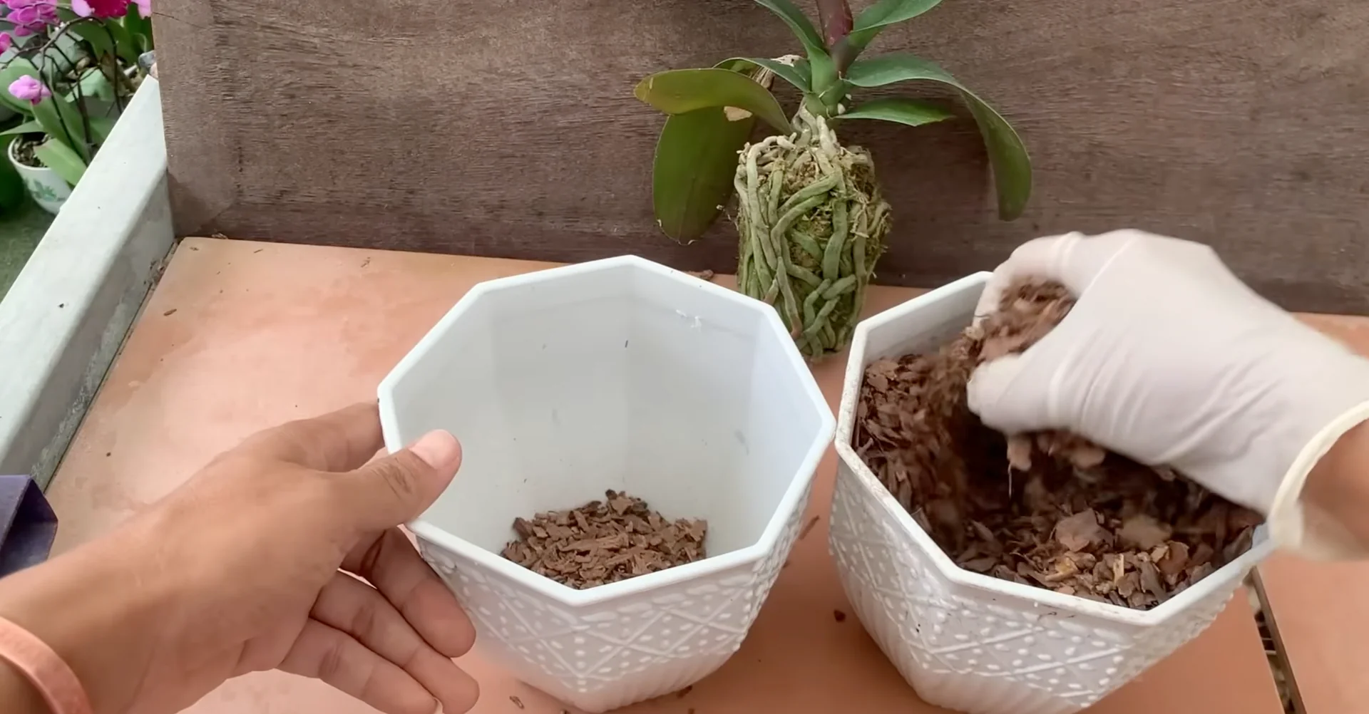 What Happens When You Place This Under Orchid Roots? screenshot 2