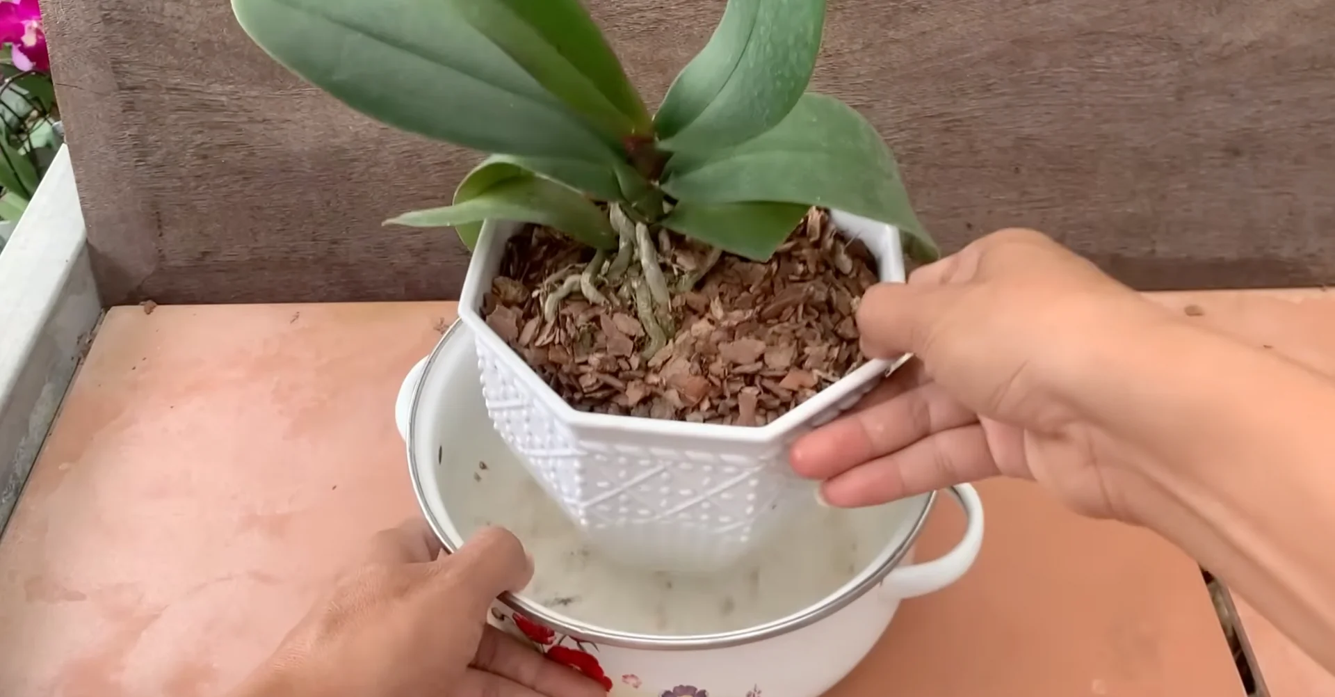 What Happens When You Place This Under Orchid Roots? screenshot 3