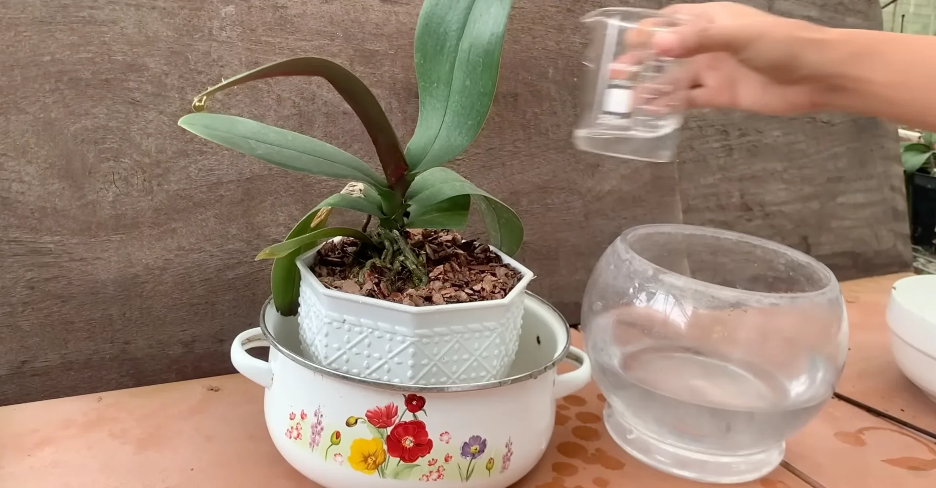 What Happens When You Place This Under Orchid Roots? screenshot 7