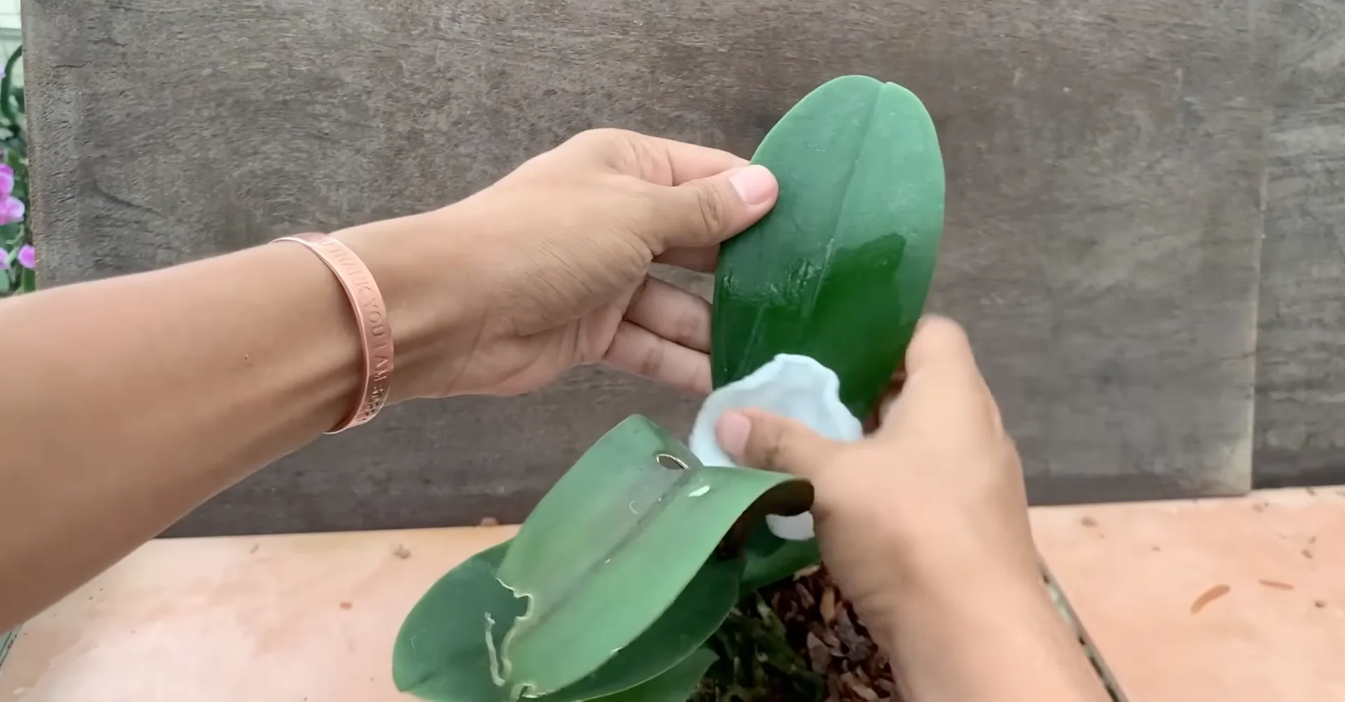 What Happens When You Place This Under Orchid Roots? screenshot 8