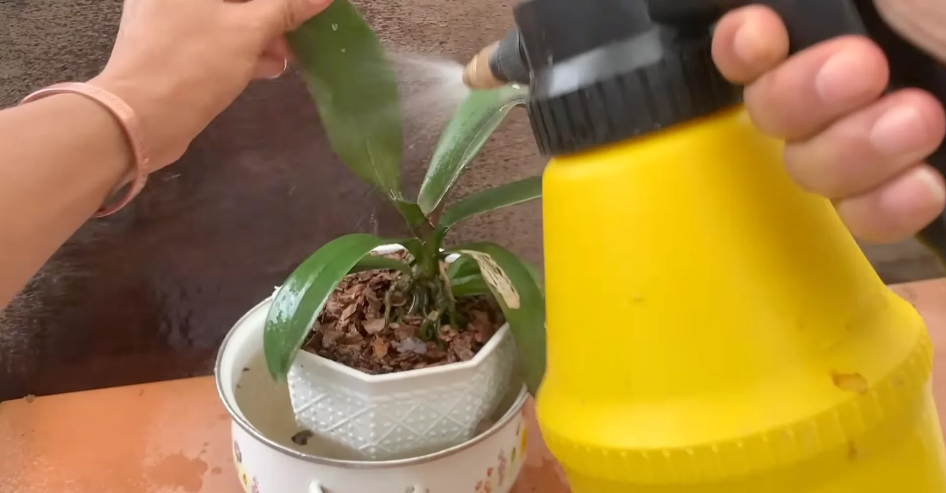 What Happens When You Place This Under Orchid Roots? screenshot 9