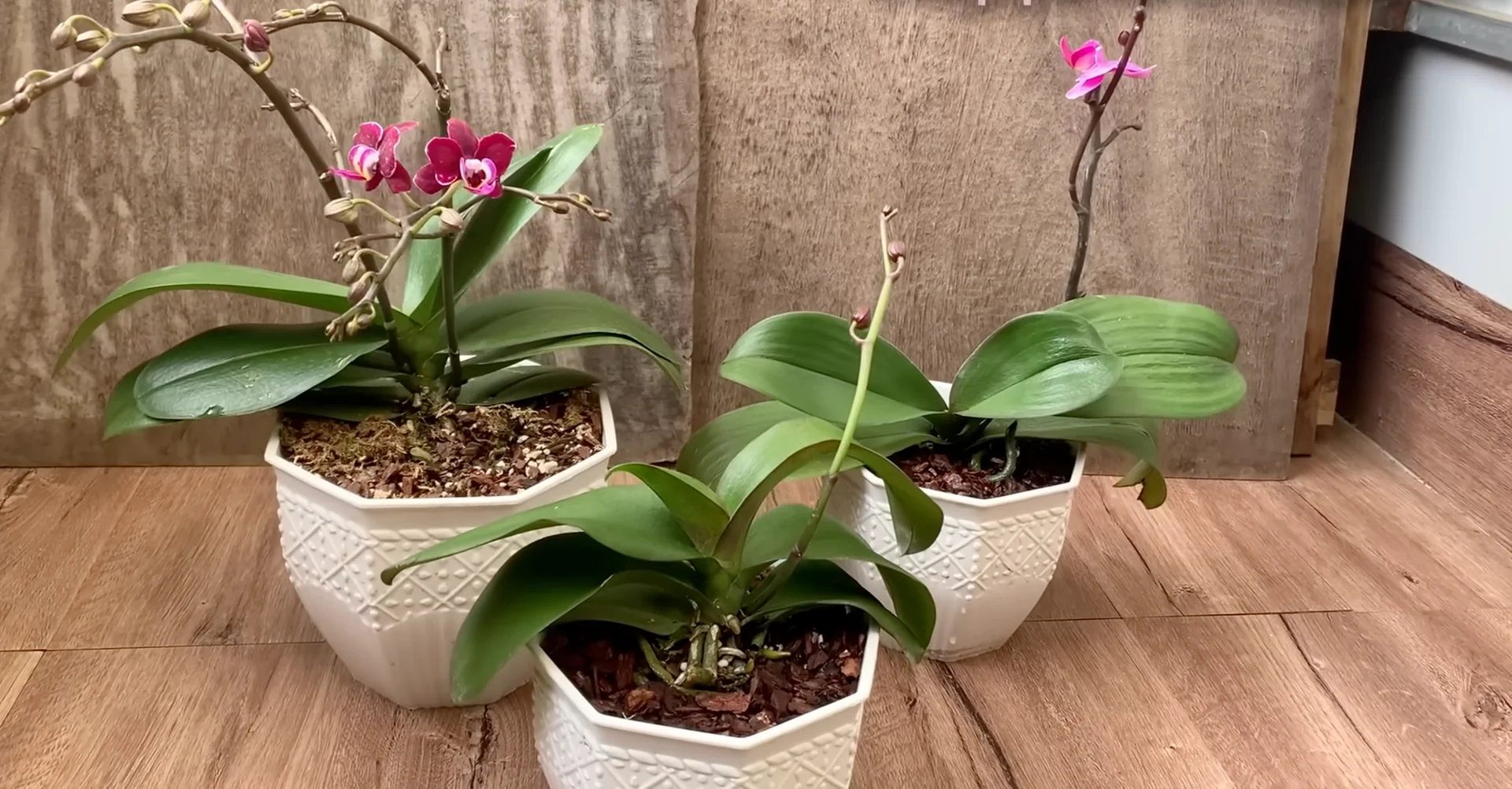 Why Eggshells Boost Orchid Bud Growth Naturally? screenshot 7