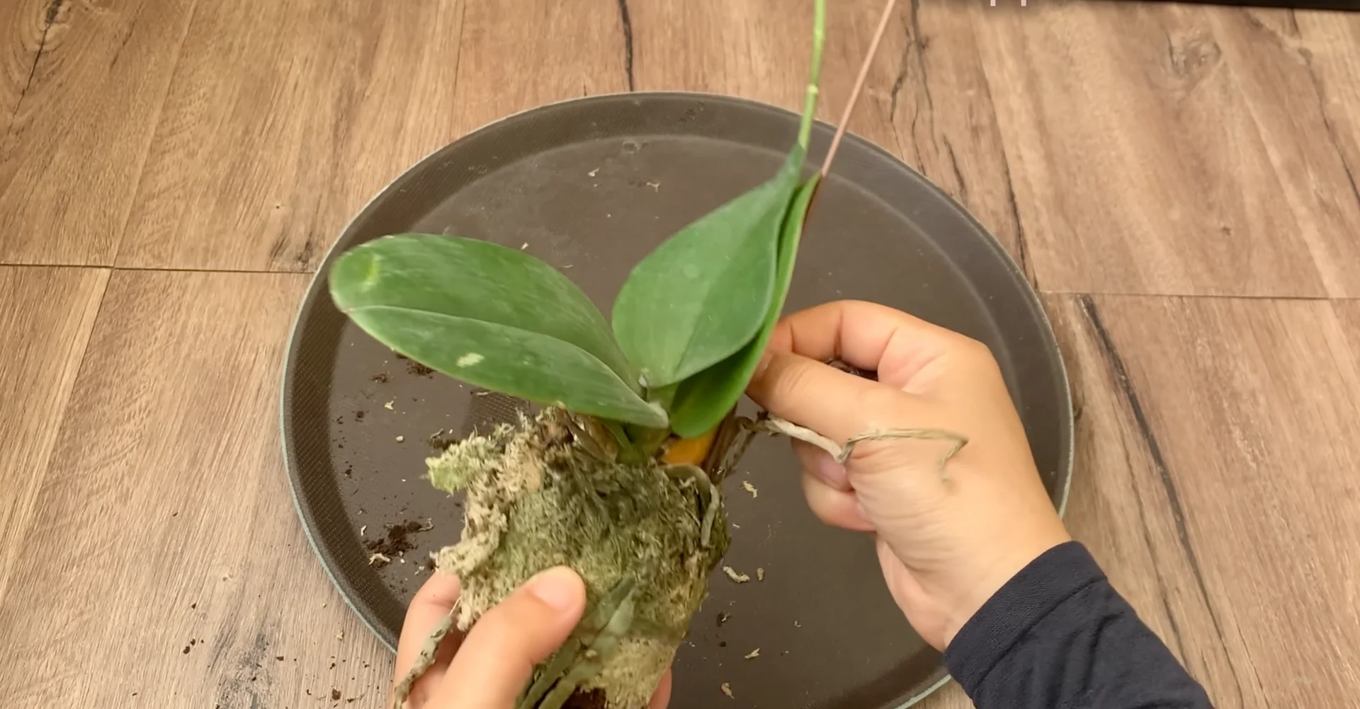 Why I Switched from Orchid Soil and Boosted Root Growth? screenshot 1