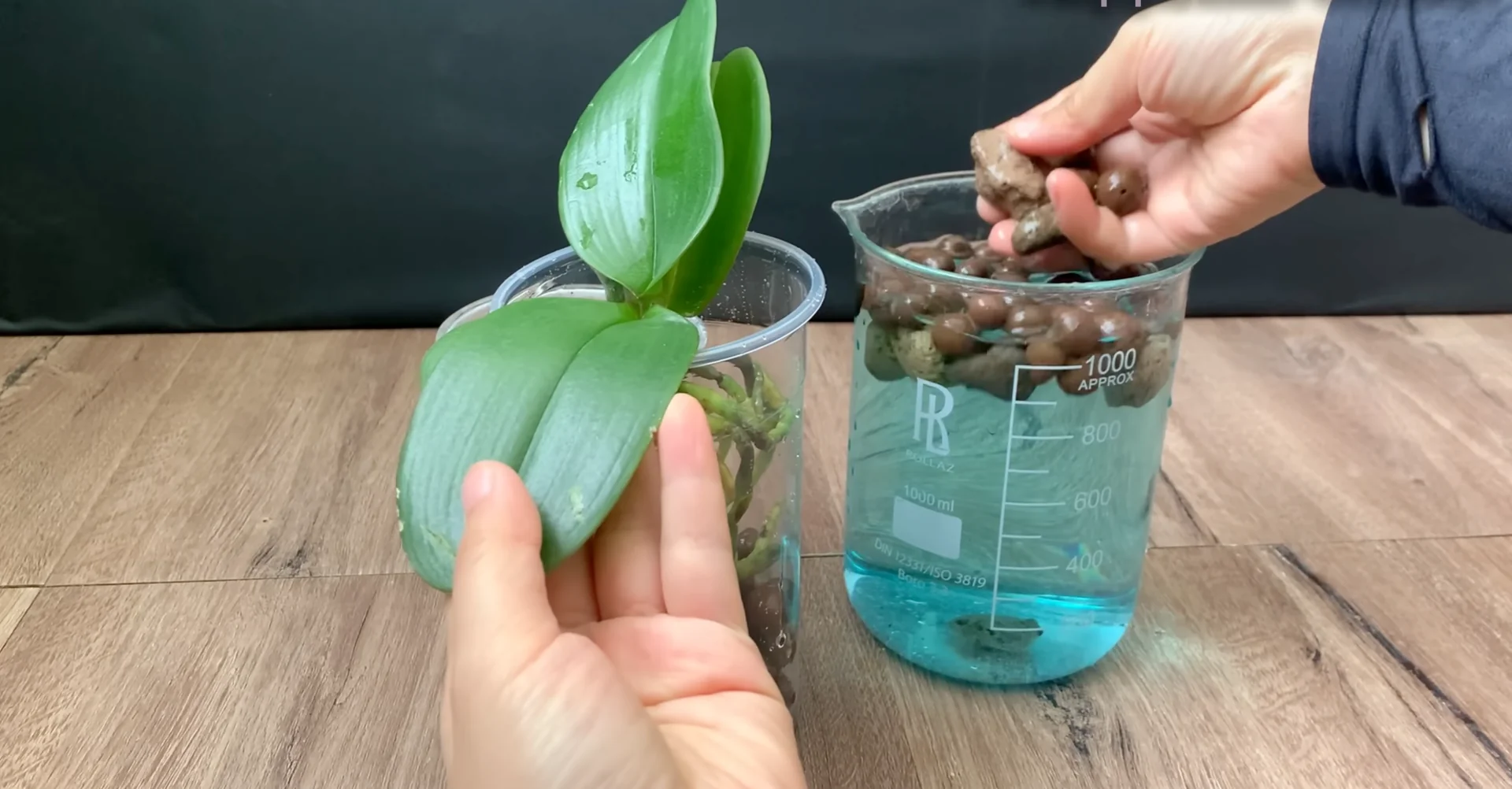 Why I Switched from Orchid Soil and Boosted Root Growth? screenshot 11