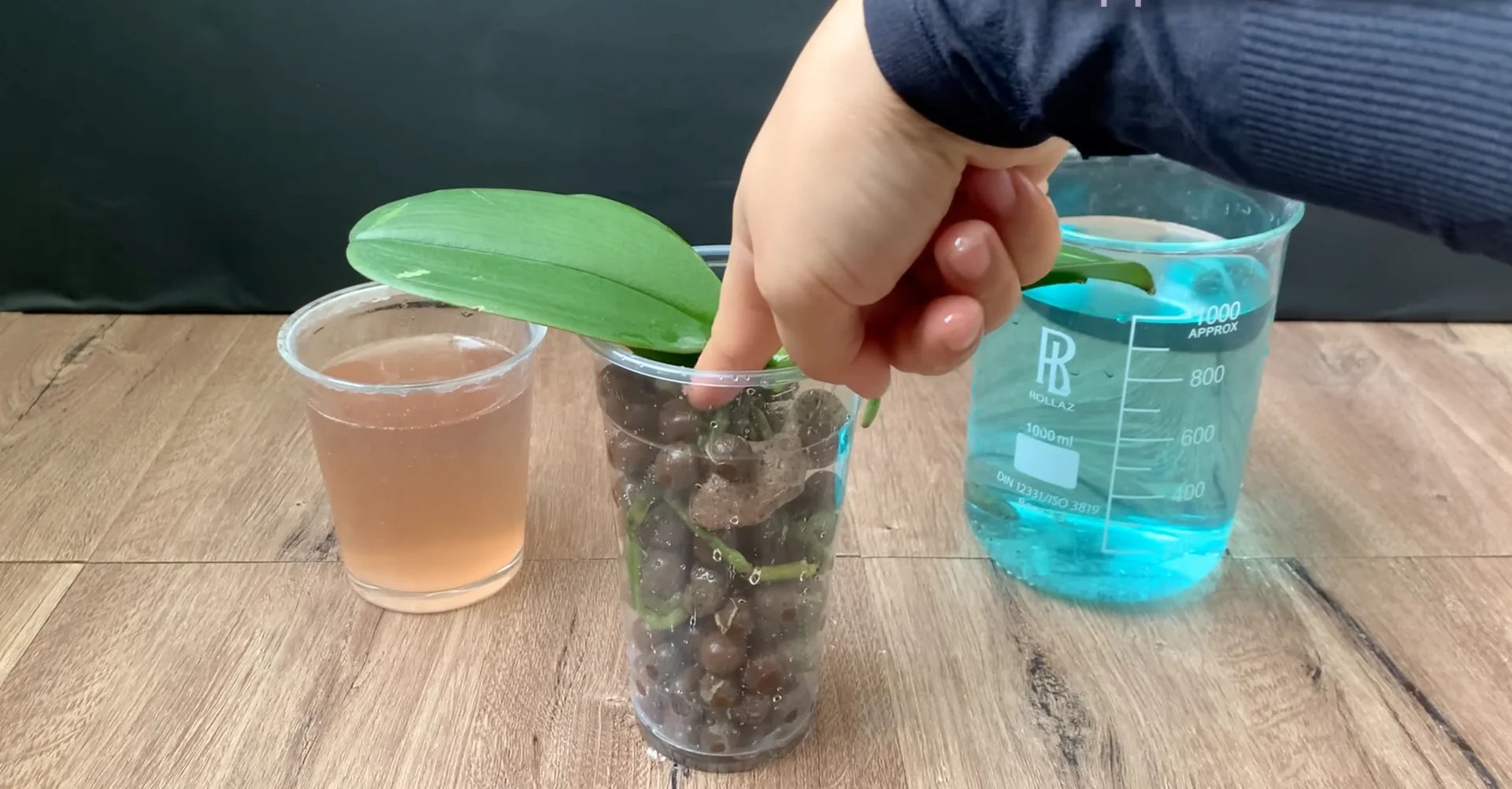 Why I Switched from Orchid Soil and Boosted Root Growth? screenshot 12