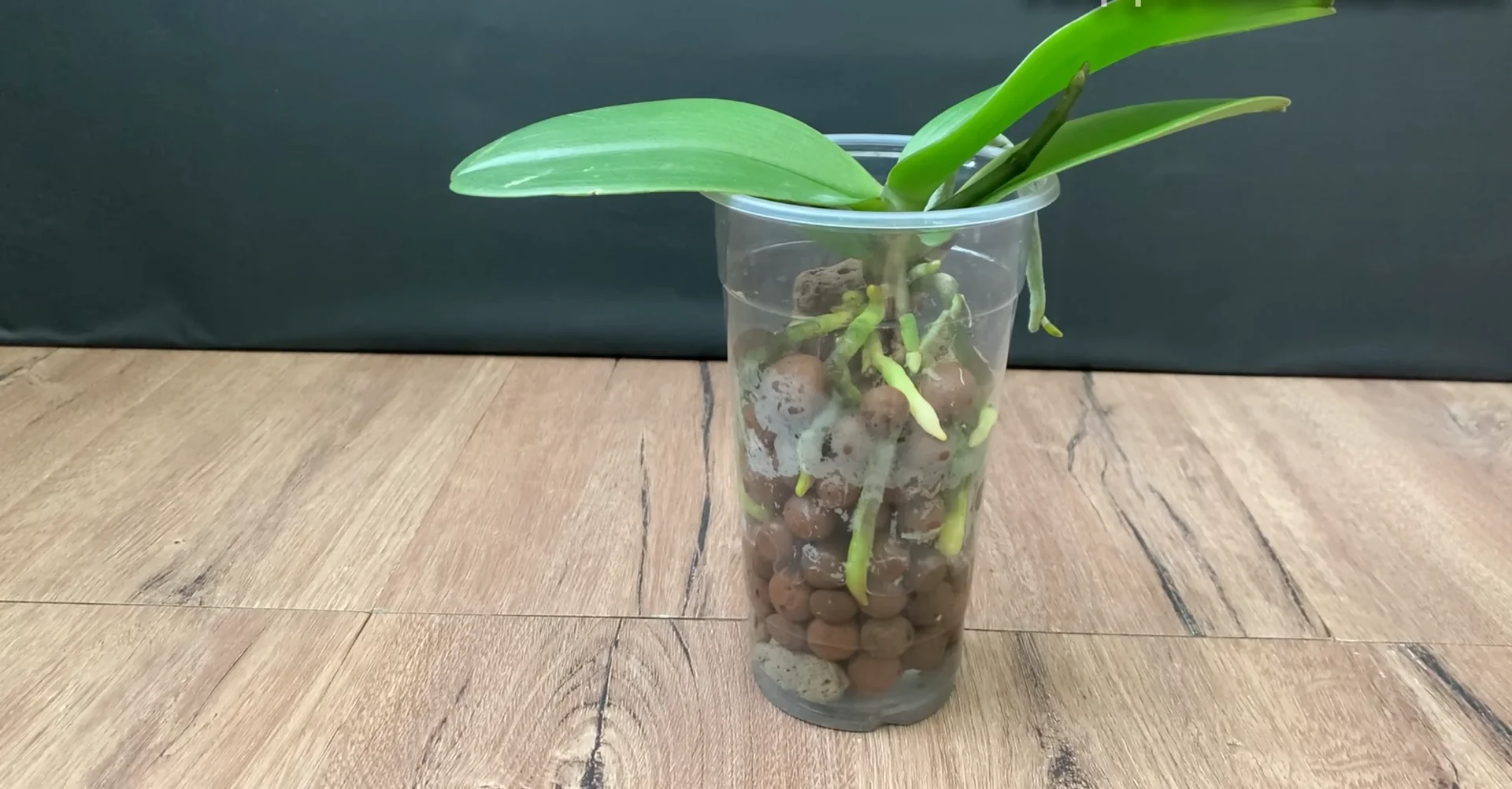 Why I Switched from Orchid Soil and Boosted Root Growth? screenshot 13