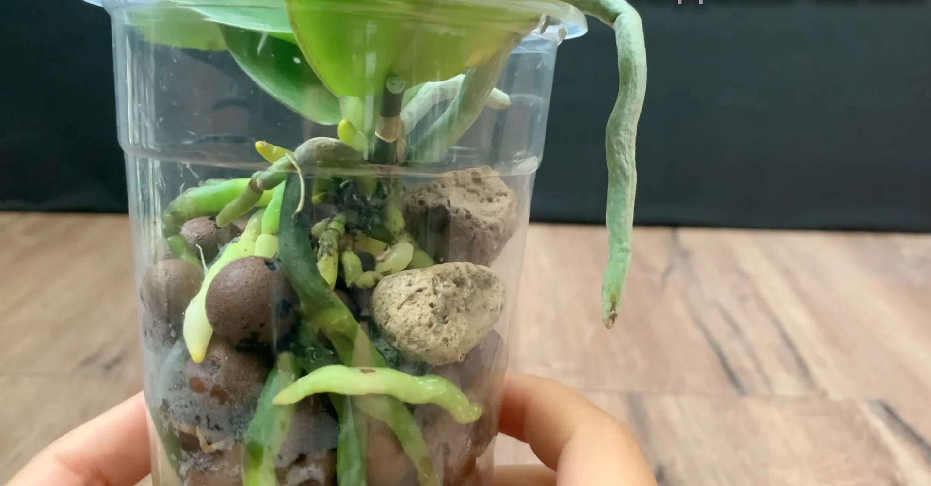 Why I Switched from Orchid Soil and Boosted Root Growth? screenshot 14