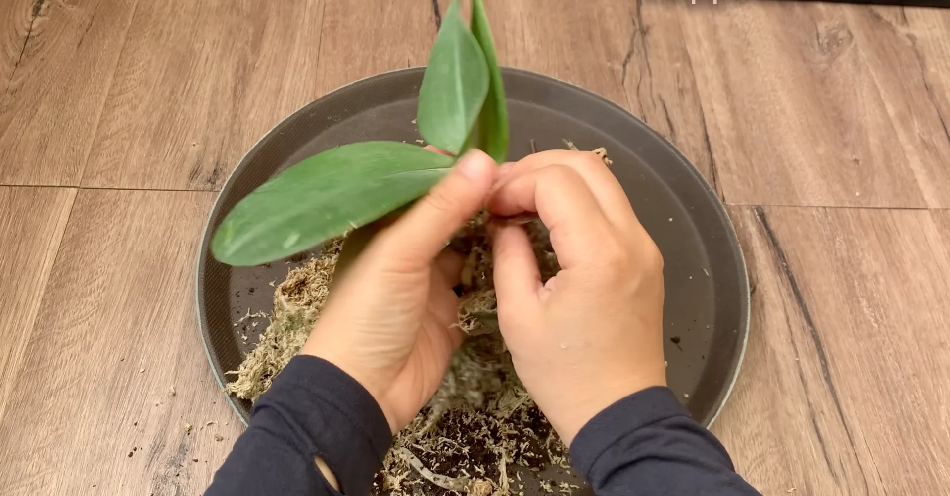 Why I Switched from Orchid Soil and Boosted Root Growth? screenshot 2
