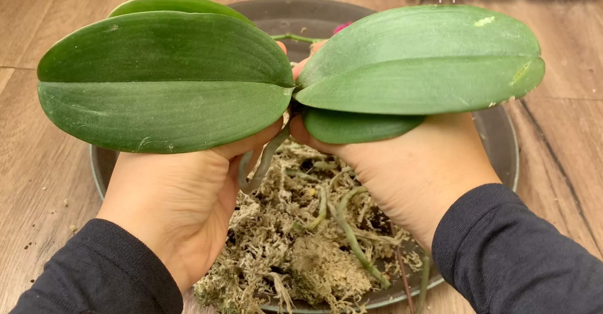 Why I Switched from Orchid Soil and Boosted Root Growth? screenshot 3
