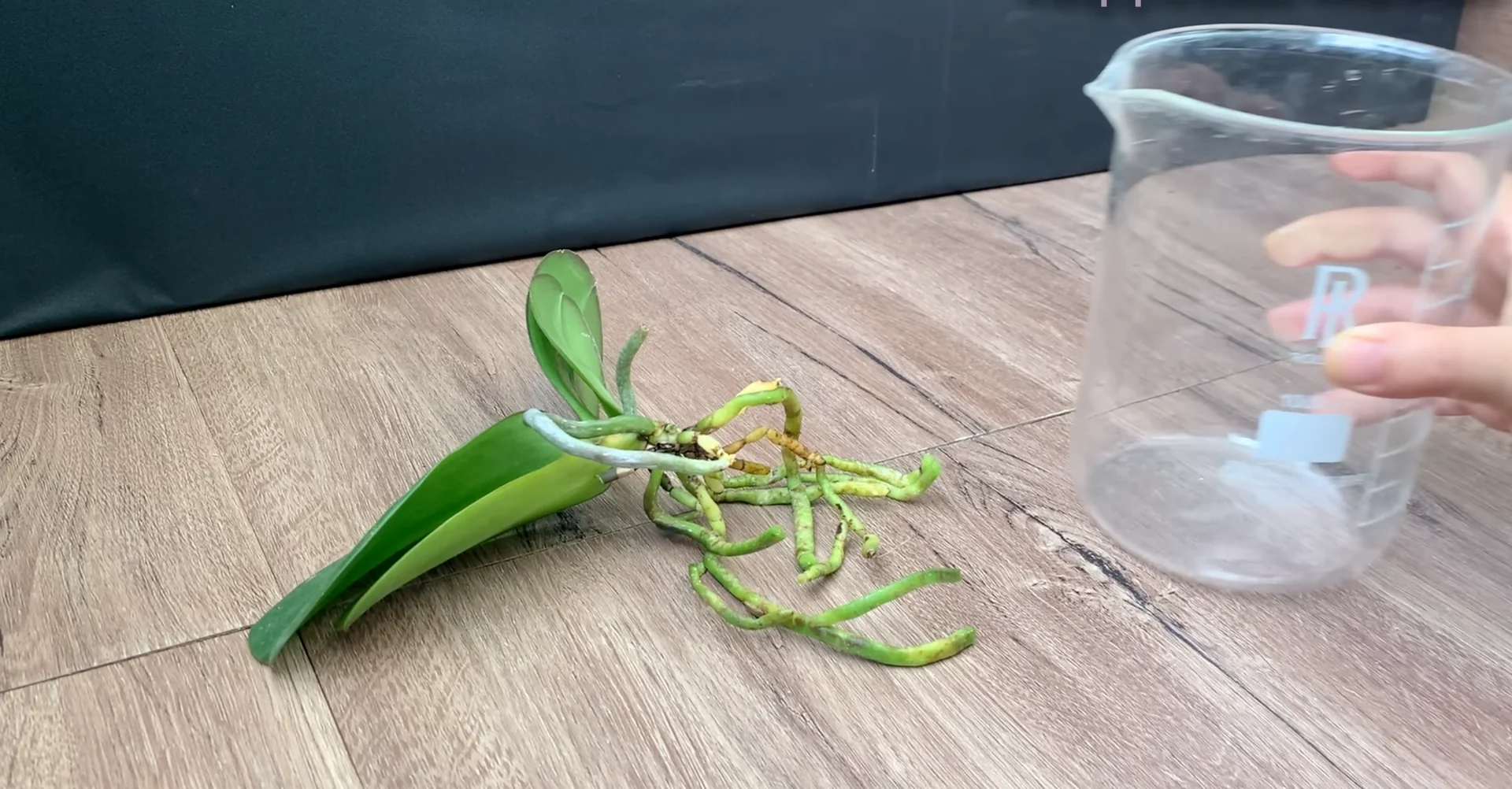 Why I Switched from Orchid Soil and Boosted Root Growth? screenshot 4