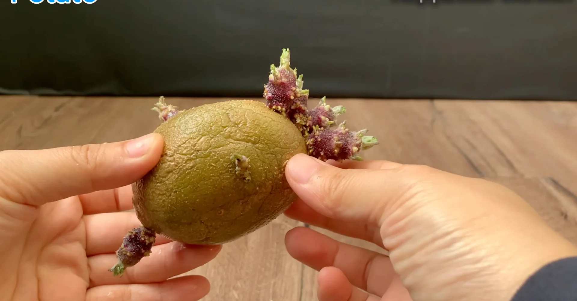 Why I Switched from Orchid Soil and Boosted Root Growth? screenshot 5