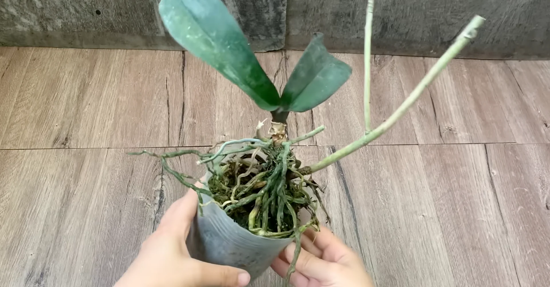 Why This Soil Alternative Boosts Orchid Roots and Blooms Fast? screenshot 1