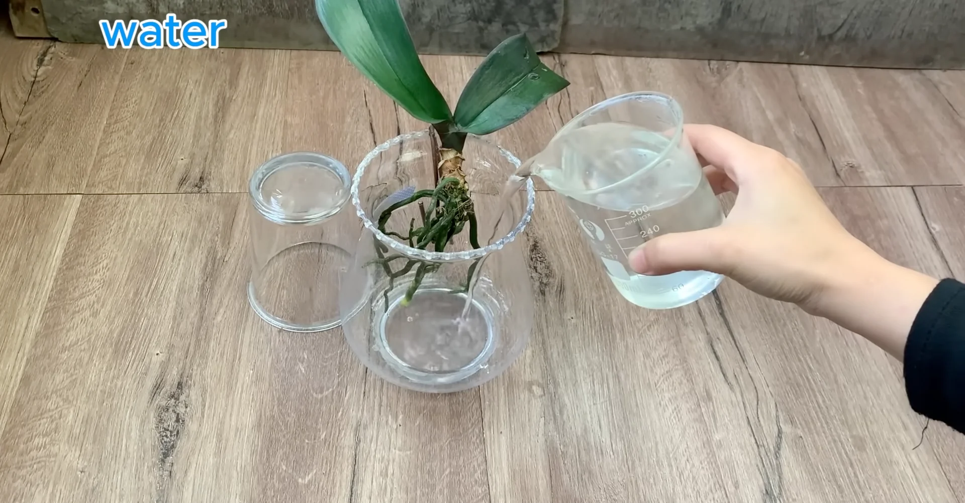 Why This Soil Alternative Boosts Orchid Roots and Blooms Fast? screenshot 10